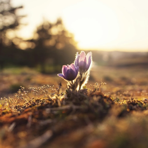 Sustainability Initiatives