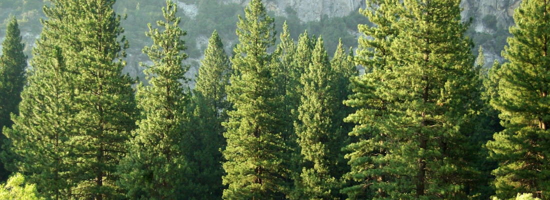 A global lockdown’s impact on our carbon footprint